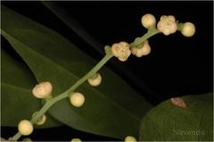 Reinwardtiodendron anamalaiense